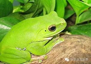 国产树蛙饲养方法视频讲解,视频教程详解