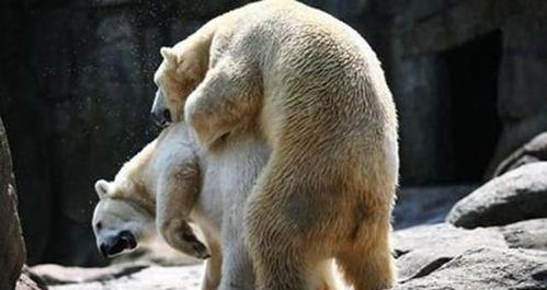 国产雌雄双性人交配视频,国产交配视频背后的科学奥秘