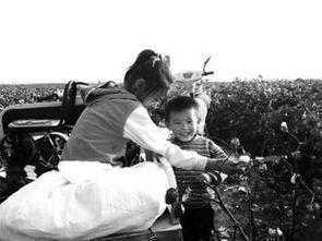 国产摘棉花机器的视频,高效智能，助力农业现代化